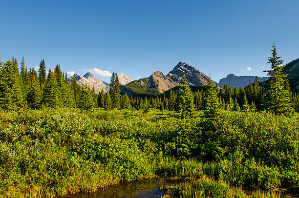 istock Summer in the mountains 505769147