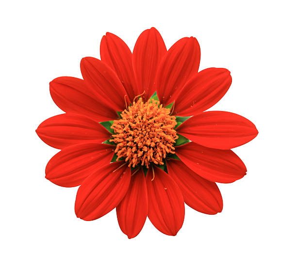 istock Red Flower - chrysanthemum 505769161