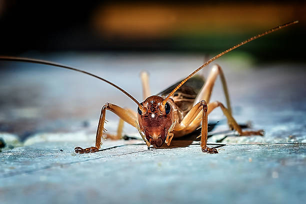 Cricket Brown cricket insect crawling on the ground cricket stock pictures, royalty-free photos & images
