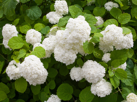 white hydrangea flowers after the rain