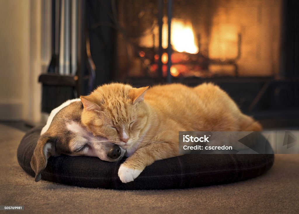 Katze und Hund am Kamin - Lizenzfrei Hauskatze Stock-Foto