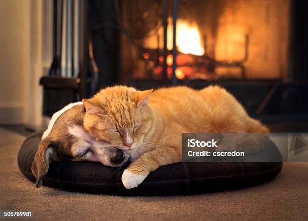 Cat And Dog By The Fireplace Stock Photo - Download Image Now - Domestic Cat, Dog, Winter