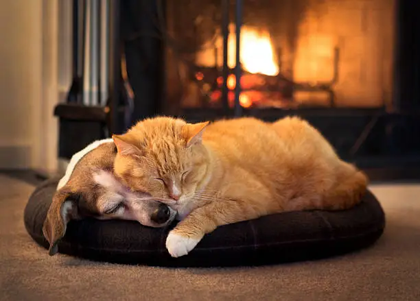 Photo of cat and dog by the fireplace
