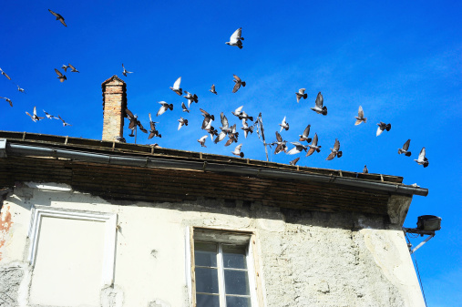 Flock of pigeons over the building in Old Town of Ljubljana, Slovenia