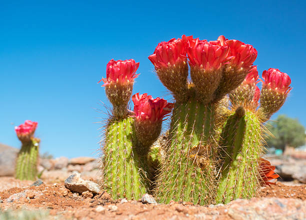 istock cactus blooming in the Namib desert 505770250
