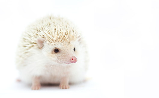 beautiful and young cute african pygmy hedgehog girl color algerian cinnamon pinto snowflake in white background