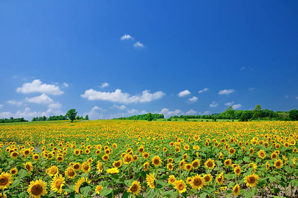 ciel bleu et de tournesols - hokkaido photos et images de collection