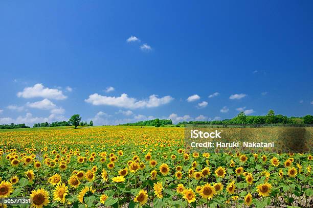 Blue Sky And Sunflowers Stock Photo - Download Image Now - Hokkaido, Sunflower, Summer