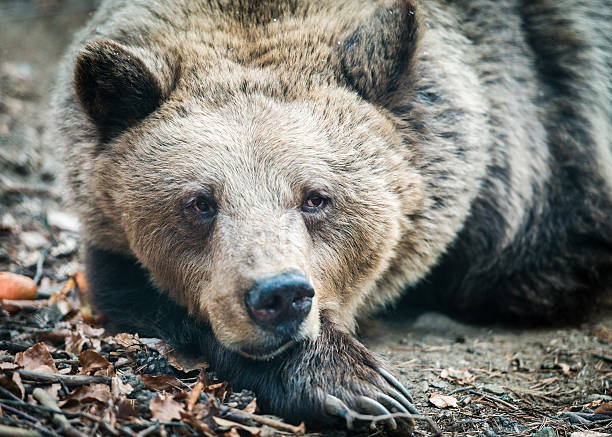 istock Head shot of brown wild bear 505771518
