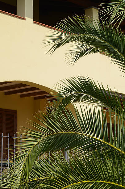 istock palm trees in front of a house 505771572