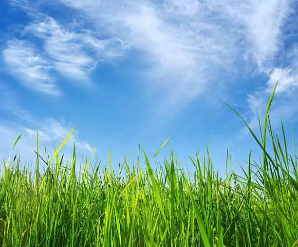 Photo of green grass and blue sky