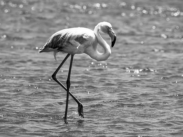 istock Flamingo walk in shallow water 505771980