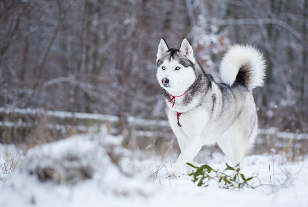 Siberian husky runs on fresh snow. Winter walk in the park. Siberian husky runs on fresh snow. siberian husky stock pictures, royalty-free photos & images
