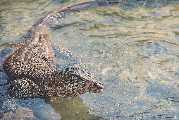 istock Water monitor lizard in Sri Lanka 505772094