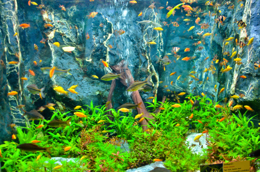 Closeup of beautiful Sea Fish In fish tankCloseup of beautiful Sea Fish In fish tank