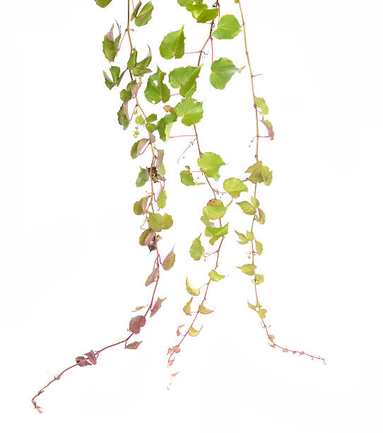 istock ivy leaves isolated on a white background 505773235