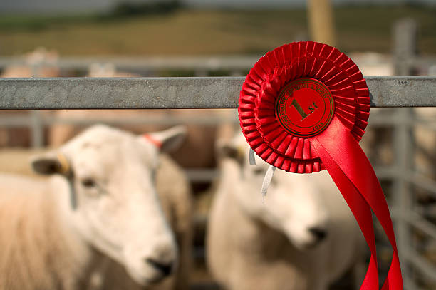 Sheep Winning 1st Prize at Village Fair Two sheep in pen have been awarded first prize by judges in Welsh village agricultural fair.  Gwenddwr, Powys, Wales, UK. agricultural fair stock pictures, royalty-free photos & images