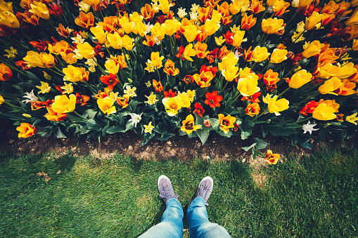 Personal perspective: Man standing above the tulip field in arboretum.