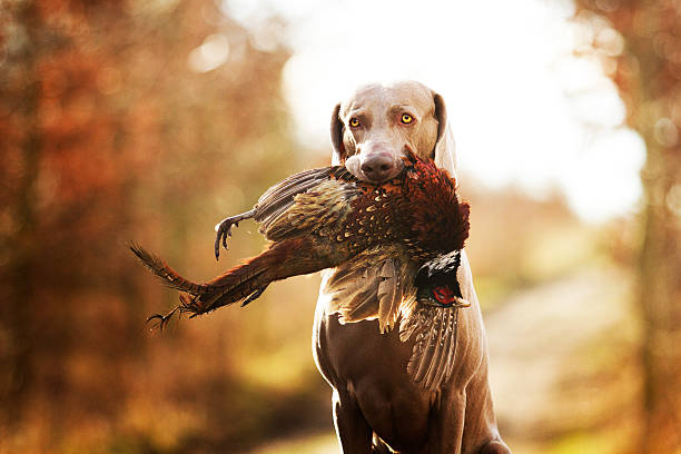 obedient, jung und wütend nizza weimaraner welpen hund oder - pheasant hunting fotos stock-fotos und bilder