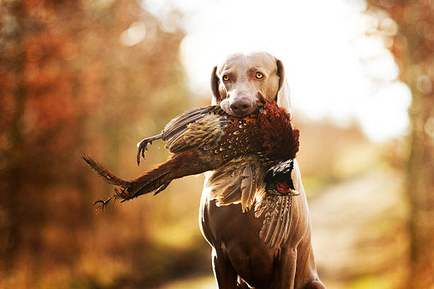 obedient, young and angry nice weimaraner dog or puppy is sitting on a dirt road, and in his mouth holding a pheasant hunter training, winter environment