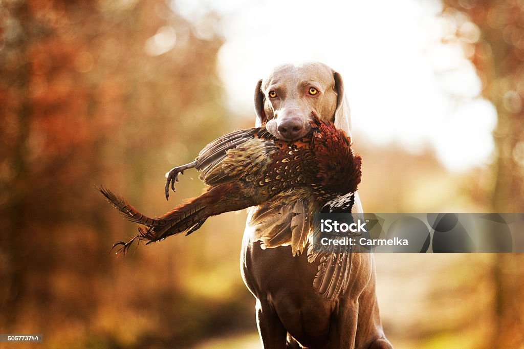 obedient, young and angry nice weimaraner dog or puppy obedient, young and angry nice weimaraner dog or puppy is sitting on a dirt road, and in his mouth holding a pheasant hunter training, winter environment Pheasant - Bird Stock Photo