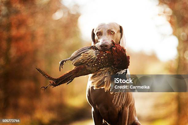 Obedient Young And Angry Nice Weimaraner Dog Or Puppy Stock Photo - Download Image Now