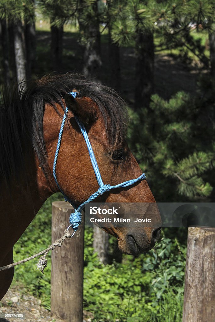 Sad Horse Animal Stock Photo