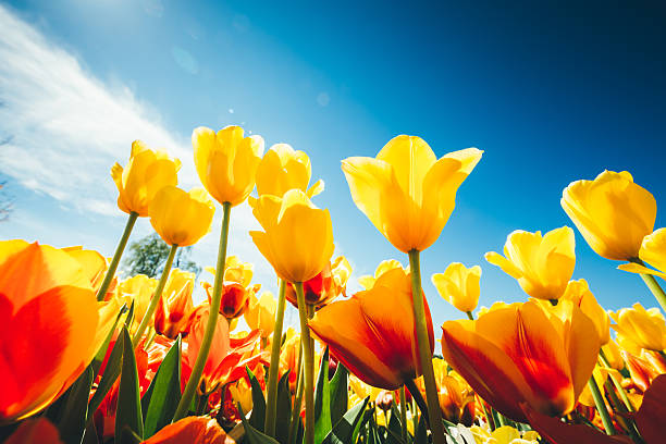 Tulip Field Yellow and red tulips from bellow on a sunny spring day. ornamental garden photos stock pictures, royalty-free photos & images