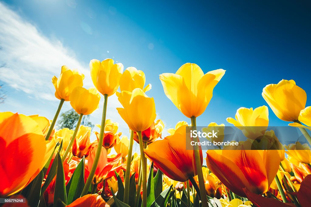 Tulip Field - Royalty-free Lale Stok görsel