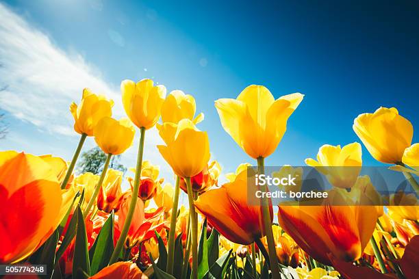 Tulip Field Stok Fotoğraflar & Lale‘nin Daha Fazla Resimleri - Lale, Çiçek, Bahar