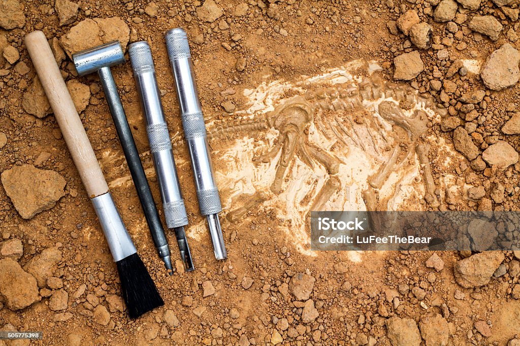 Skeleton and archaeological tools. Skeleton and archaeological tools.Training for dig fossil.Simulated same as real digging. Archaeology Stock Photo