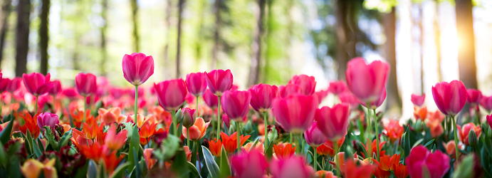 Panoramic field of pink and orange tulips.