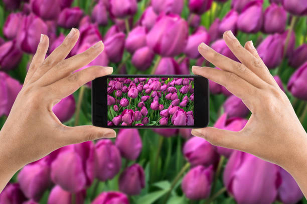 istock Purple Tulip Background on Smartphone 505775692