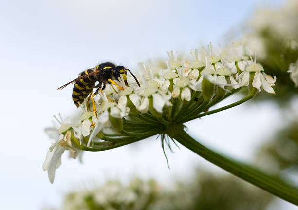 syrphe - hoverfly nature white yellow photos et images de collection