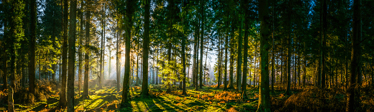 Early morning sunlight filtering through the pine needles of a green forest to illuminate the soft mossy undergrowth in this idyllic woodland glade. ProPhoto RGB profile for maximum color fidelity and gamut.