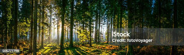 Glorious Sunrise In Idyllic Forest Glade Green Woodland Nature Panorama Stock Photo - Download Image Now
