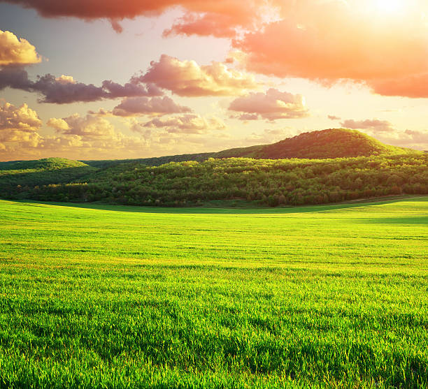 istock Green meadow in mountain 505778494