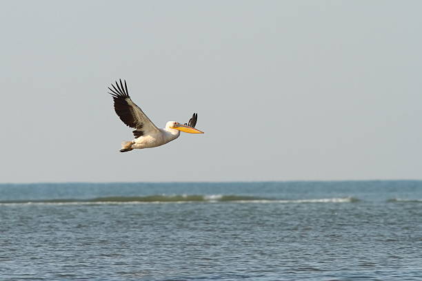 istock great pelican in flight over sea 505778794