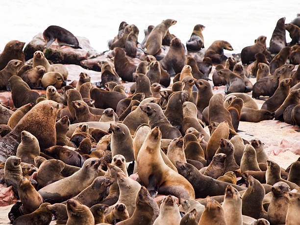 istock Brown Fur Seal colony at Cape Cross 505779674