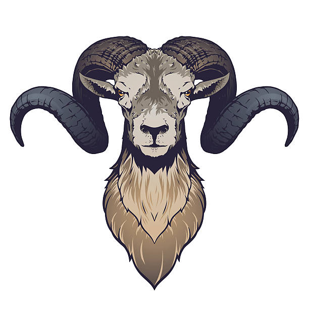 Ram Head Illustration Stock Illustration - Download Image Now - Ram - Animal,  Aries, Goat - iStock