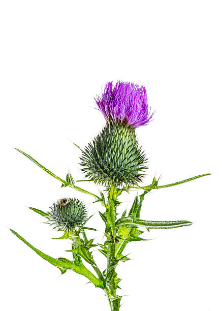 Milk Thistle Flower isolated on white background