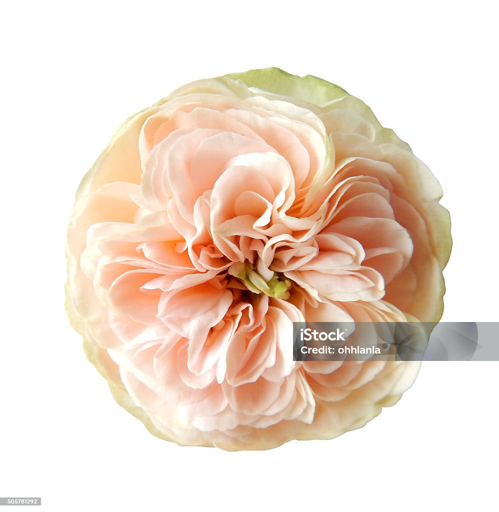 Beautiful English Roses On White Background Stock Photo - Download Image  Now - Animal Body Part, Animal Head, Beautiful People - iStock