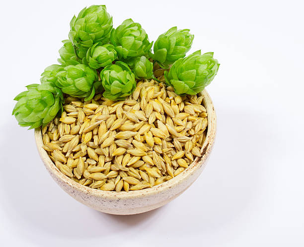 Fresh hops and barley grain - closeup stock photo