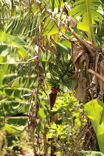 Banana tree with growing bananas and flower head