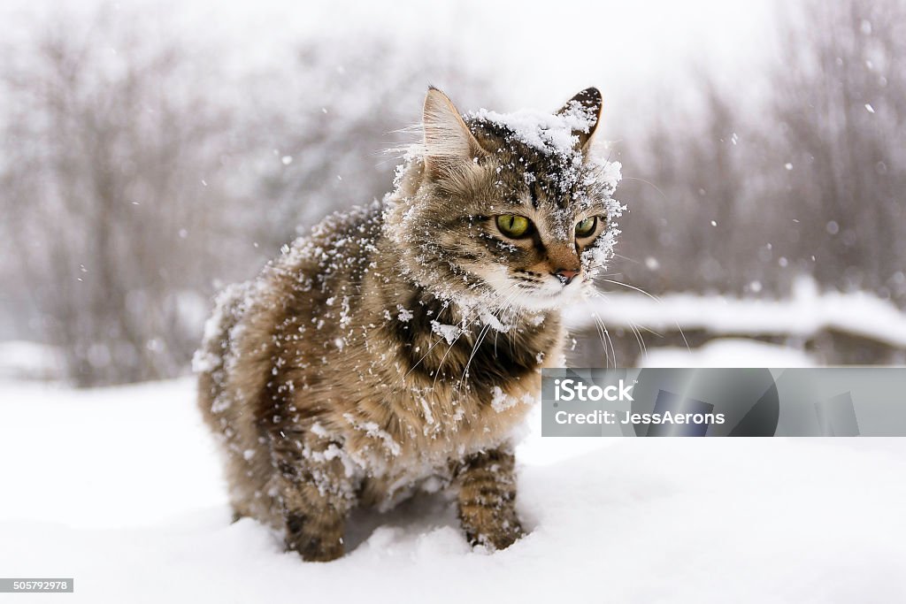 Cat in the snow - Royaltyfri Tamkatt Bildbanksbilder