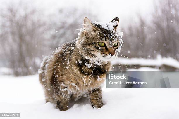 Cat In The Snow-foton och fler bilder på Tamkatt - Tamkatt, Snö, Kyla