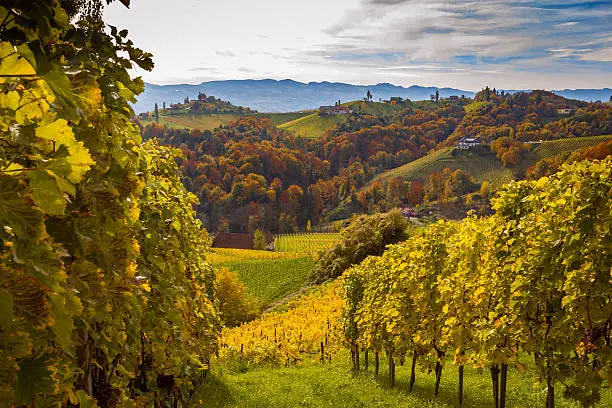 Autumn vineyards southern Styria Austria