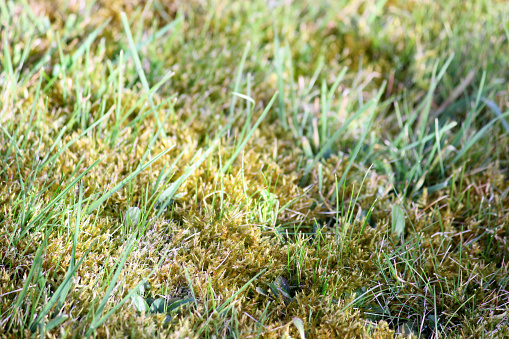 Photo showing a mossy lawn in need of attention, with patches of moss and dead grass.  The condition and colour of this garden lawn will improve with some regular mowing, watering, feeding and treating with a specialist weedkiller (weed and feed).