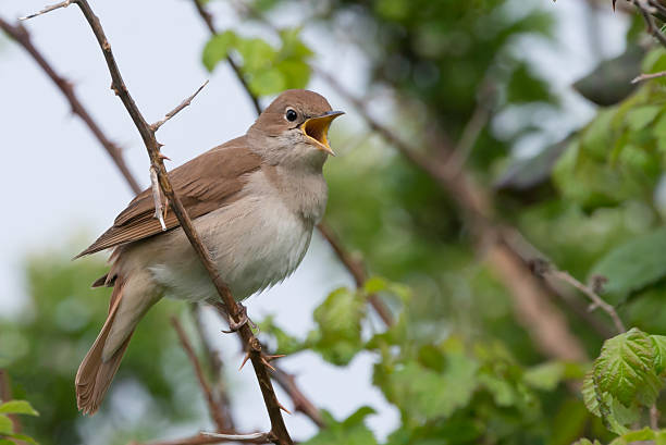 Nightingale singing at Pulborough brooks RSPB reserve stock photo