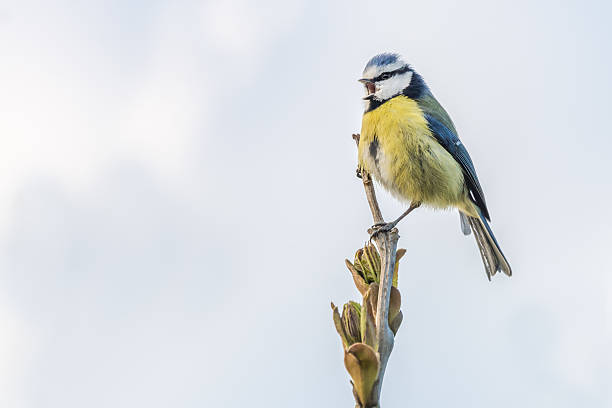 blue tit cantando em uma fonte à noite - tit - fotografias e filmes do acervo